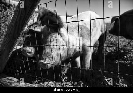 Pigs in animal farm, nature and food industry Stock Photo