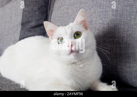 Portrait of Cute Turkish Angora cat with blue-grey eyes, 1 year 10 months old, sitting on the  grey sofa Stock Photo