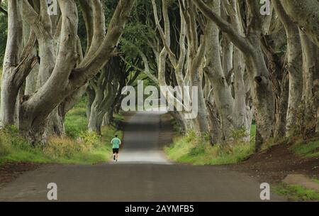 Jogger on country road bordered by beech trees, The Dark Hedges, Bregagh Road, Armoy, County Antrim, N. Ireland Stock Photo