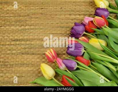 springtime - beginning of the year - tulips on colored background Stock Photo