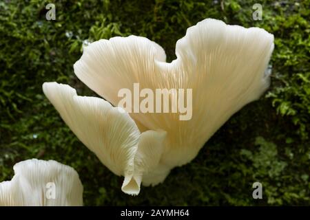 Branching Oyster (Pleurotus cornucopiae) Fungi Stock Photo - Alamy