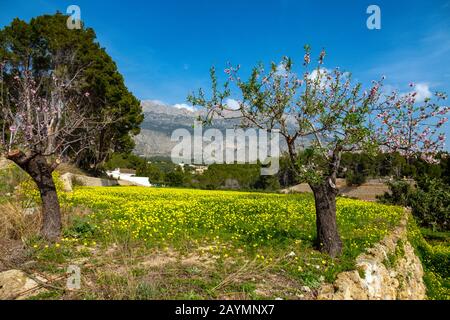 Field of yellow mustard flowers and Bernia Ridge, Altea la Vella, Costa Blanca, Spain Stock Photo