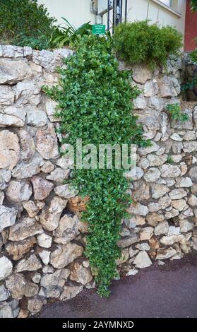 Aptenia Cordifolia climbing plant on the stone wall in the garden near Prince's Palace of Monaco. Stock Photo