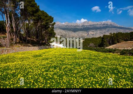 Field of yellow mustard flowers and Bernia Ridge, Altea la Vella, Costa Blanca, Spain Stock Photo