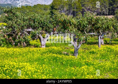 Field of yellow mustard flowers and Bernia Ridge, Altea la Vella, Costa Blanca, Spain Stock Photo