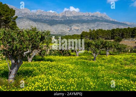 Field of yellow mustard flowers and Bernia Ridge, Altea la Vella, Costa Blanca, Spain Stock Photo