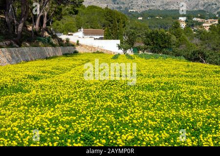 Field of yellow mustard flowers and Bernia Ridge, Altea la Vella, Costa Blanca, Spain Stock Photo