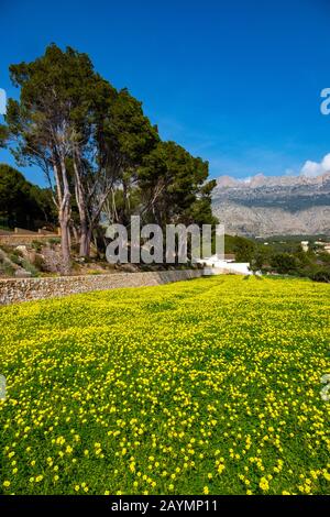 Field of yellow mustard flowers and Bernia Ridge, Altea la Vella, Costa Blanca, Spain Stock Photo