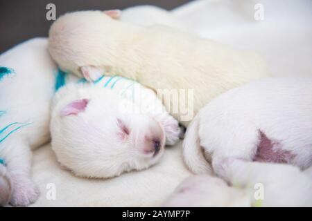 Newborn sales westie puppies