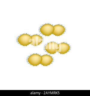 Inguinal granuloma. Bacterial infections. Sexually transmitted diseases. Infographics. Vector illustration on isolated background. Stock Vector