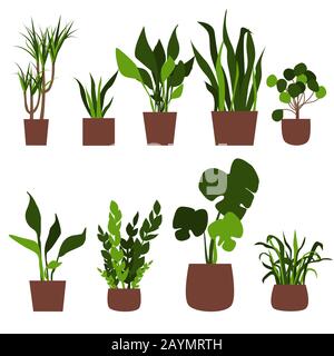 Green house plants in pots. Flat vector illustration Stock Vector