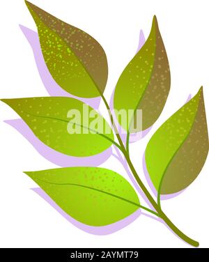 Green branch ash Fraxinus leaf textured with shadow, isolated on white background. Realistic single nature icon, ecology symbol flat element. Stock vector illustration. logo design. Stock Vector