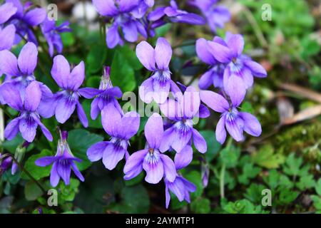 The picture shows a field of blossoming violets in the garden Stock Photo