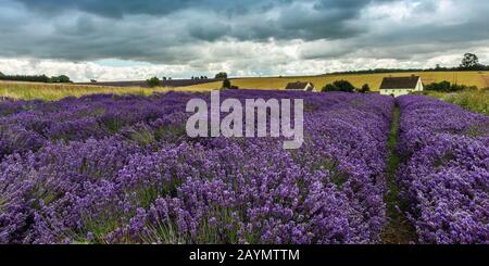 Rows of lavender in lavender fields at Snowshill Lavender Farm, Snowshill, The Cotswolds,  England UK Stock Photo