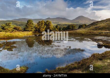 A line of trees are reflected in Kelly Hall Tarn, Lake District, Cumbria, England, Uk Stock Photo