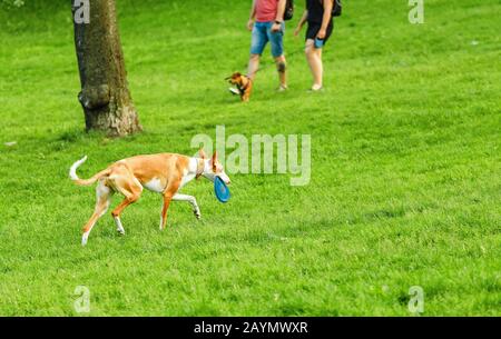 Ibizan Hound podenco dog playing with its owner frisbee in the park. Stock Photo