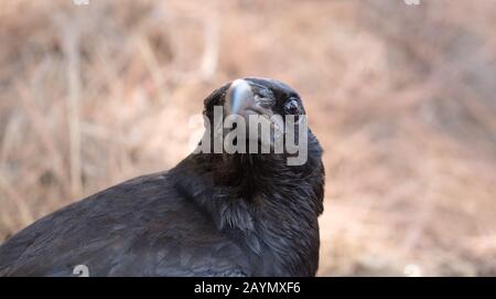 Close up of Black Canary Crow or Raven bird, on the island of La Palma, Canary Islands, Spain Stock Photo