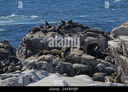 South African Fur Seal (Arctocephalus pusillus) colony basking on rocks  West Coast National Park, South Africa        November Stock Photo
