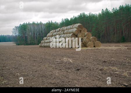 A stack of grass hay bales in winter field in Belarus Stock Photo