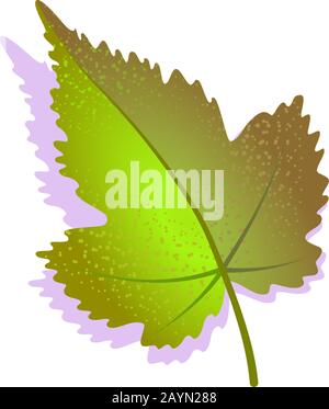Green grape leaf textured with shadow, isolated on white background. Realistic single nature icon, Wine ecology symbol flat element. Stock vector illustration. Agriculture logo design. Stock Vector