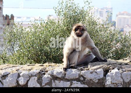 Barbary macaque in Gibraltar, with Moorish Castle showing to left of image Stock Photo