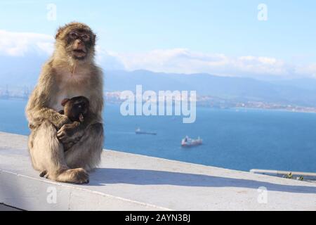 Barbary macaques in Gibraltar (mother and baby) Stock Photo