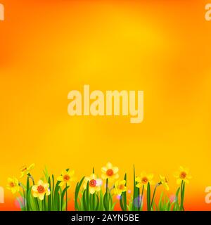 Blooming daffodils on yellow background. Spring nature illustration with place for text. Stock Vector