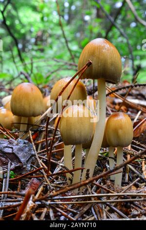 Cluster of Coprinus micaceus or Glistening Inkcap mushrooms, wet after early summer heavy rain, growing from soil of decayed pine needles, Jelova Gora Stock Photo