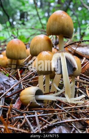 Cluster of Coprinus micaceus or Glistening Inkcap mushrooms, wet after early summer heavy rain, growing from soil of decayed pine needles, cross secti Stock Photo