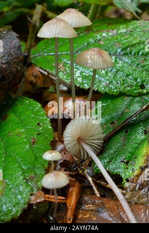 Tiny Mycena capillaripes or Pinkedge Bonnet mushrooms in natural habitat, growing from decayed pine needles soil; Jelova Gora, Serbia Stock Photo