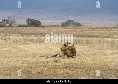 lion inside Ngorongoro crater in Tanzania, Africa