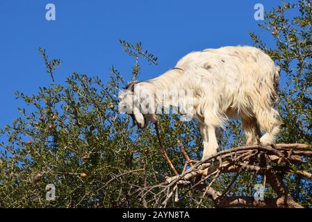 Tree climbing goats of Marocco standing high up in the branches of an argan tree Stock Photo