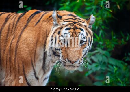 Tiger - Panthera tigris - close up portrait. Fierce looking male Siberian or Amur tiger (Panthera tigris altaica) Stock Photo