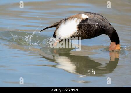 Male Red-Crested Pochard, Netta rufina, Diving or Diving Duck on Vaccarès Lake Camargue France Stock Photo