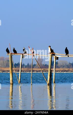 Great Cormorants, Phalacrocorax carbo, aka Great Black Cormorants, Black Shag or Large Cormorant Perched on Wooden Poles Camargue Provence France Stock Photo