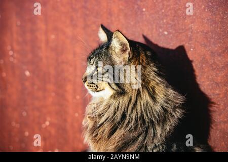 Pretty long haired tabby cat over red Stock Photo