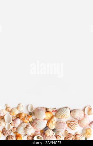 Seashells in bottom of image with copy space isolated on white background, top view, vertical photo for blog Stock Photo