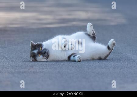 cat lying on the floor, funny animal Stock Photo