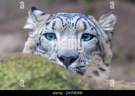 A snow leopard, Panthera uncia, hidden behind a rock, hunting Stock Photo