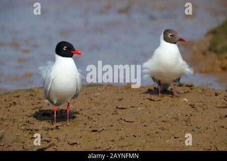 Adult breeding/summer plumage Mediterranean Gull (Ichthyaetus melanocephalus) and Black-headed Gull (Chroicocephalus ridibundus) in Norfolk, UK Stock Photo