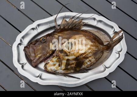 St Pierre on a pewter dish after fishing in Brittany Stock Photo