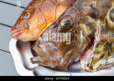 Ballan wrasse and St Pierre on a pewter dish after fishing in Brittany Stock Photo