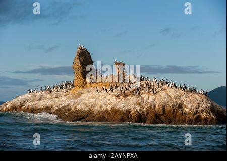 New Zealand king shags (Leucocarbo carunculatus) resting on a rock at Duffers Reef family in the Marlborough Sounds of the South Island in New Zealand Stock Photo