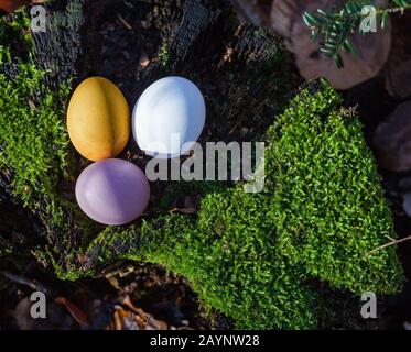 Natural Easter eggs on green, mossy tree trunk in the forest in early Easter. the first rays of sunshine in the year Stock Photo