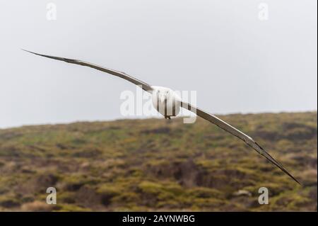 A southern royal albatross (Diomedea epomophora) flying in for landing on Enderby Island, a sub-Antarctic Island in the Auckland Island group, New Zea Stock Photo