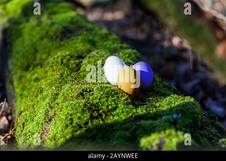 Natural Easter eggs on green, mossy tree trunk in the forest in early Easter. the first rays of sunshine in the year Stock Photo