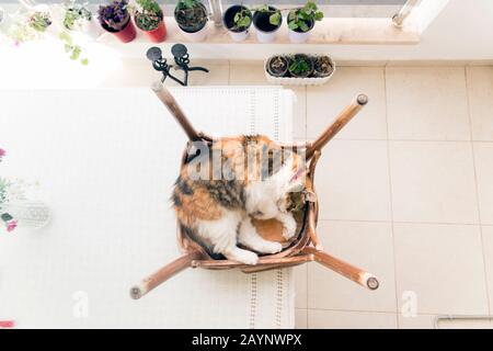 Calico cat sleeps on reversed rustic chair in top view image. Stock Photo