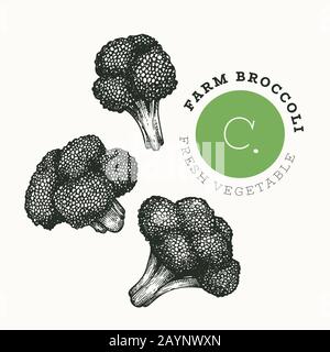 Hand drawn sketch style broccoli. Organic fresh food vector illustration isolated on white background. Vintage vegetable cauliflower illustration. Eng Stock Vector