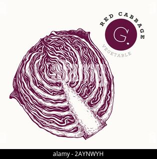 Hand drawn sketch style red cabbage. Organic fresh food vector illustration isolated on white background. Vintage vegetable illustration. Engraved sty Stock Vector