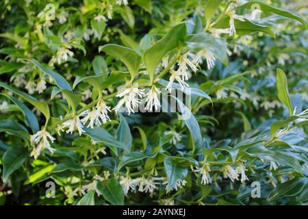 Sarcococca confusa, also called Christmas Box or Sweet box, displaying highly fragrant flowers in a winter garden, UK Stock Photo